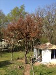 IMG_1519.jpg