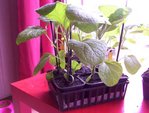 aubergine au 300312.jpg