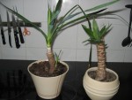 photo 010.jpg