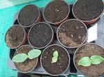 courgette et concombre.jpg