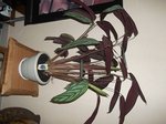 une calathea