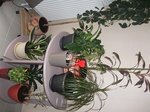 nos plante,le meuble a étais fait par mes soin!