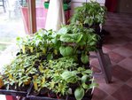 tomate et autre au 310312.jpg