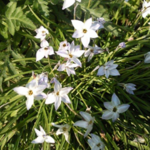 Fleur.png