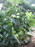 Taillealgerienne2w.jpg