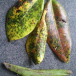 Rhododendron.png