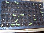 Voilà les melons en 7 jours et aujourd'hui ça bien changer encore.