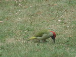 octobre 2011 pic vert 3_redimensionner.JPG