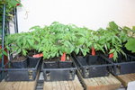 plants de tomates 2012.jpg