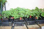 plants de tomates 2012.jpg