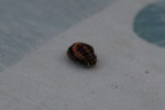 insecte1.jpg