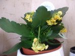 kalanchoé.JPG