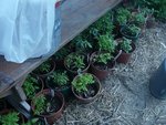 tomates après bassinage.jpg