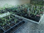 Les tomates repiquées une première fois.jpg