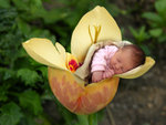bébé3265510_xs-1.jpg