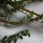 2468_640x640.jpg