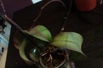 Phalaenopsis
