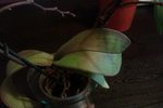 Phalaenopsis feuilles