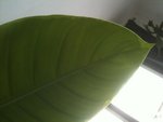 photo(1).JPG