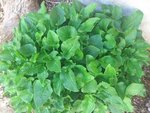 Plante feuillages persistants en hiver à identifier