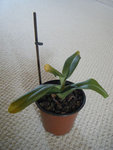 paphiopedilium.jpg