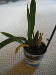dendrobium nobile ?
