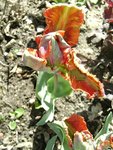 DSC02797.JPG
