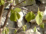 Arbre ou arbuste