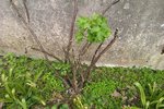 IMAG0246.jpg