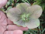 fleur 2x.jpg