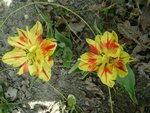 DSC02762.JPG