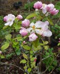 Fleurs et feuilles