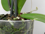 Phal-2012.jpg