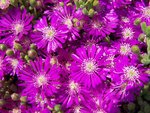 drosenthemum 2.jpg