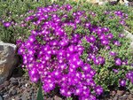 drosenthemum