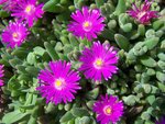 delosperma 2.jpg