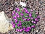 delosperma aberdeenense
