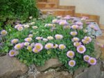 DSC09374-1.jpg