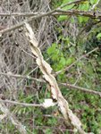 IMG_1529.jpg