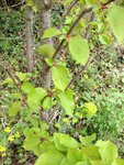 IMG_1532.jpg