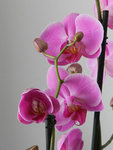 Phal-2012-fleurs.jpg