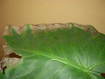 DSCN2089.JPG