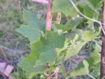 P1010141_1.JPG