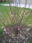 mon prunus.JPG