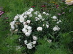 rosier blanc 26 juillet 2011_redimensionner_redimensionner.JPG