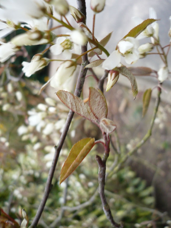 arbuste feuilles