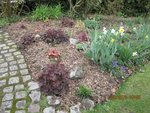 2012-04-11 heucheras  mas. virage x.jpg