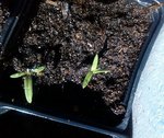 IMG_20120411_160333.jpg