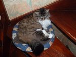 Pour finir la séance photo mon super chat^^mon tigre :)