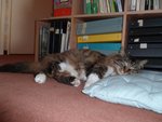 Mon chat complètement dead